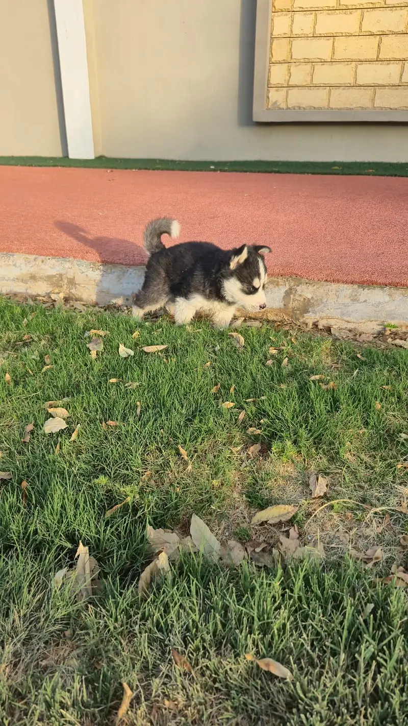 Siberian Husky — photo 6