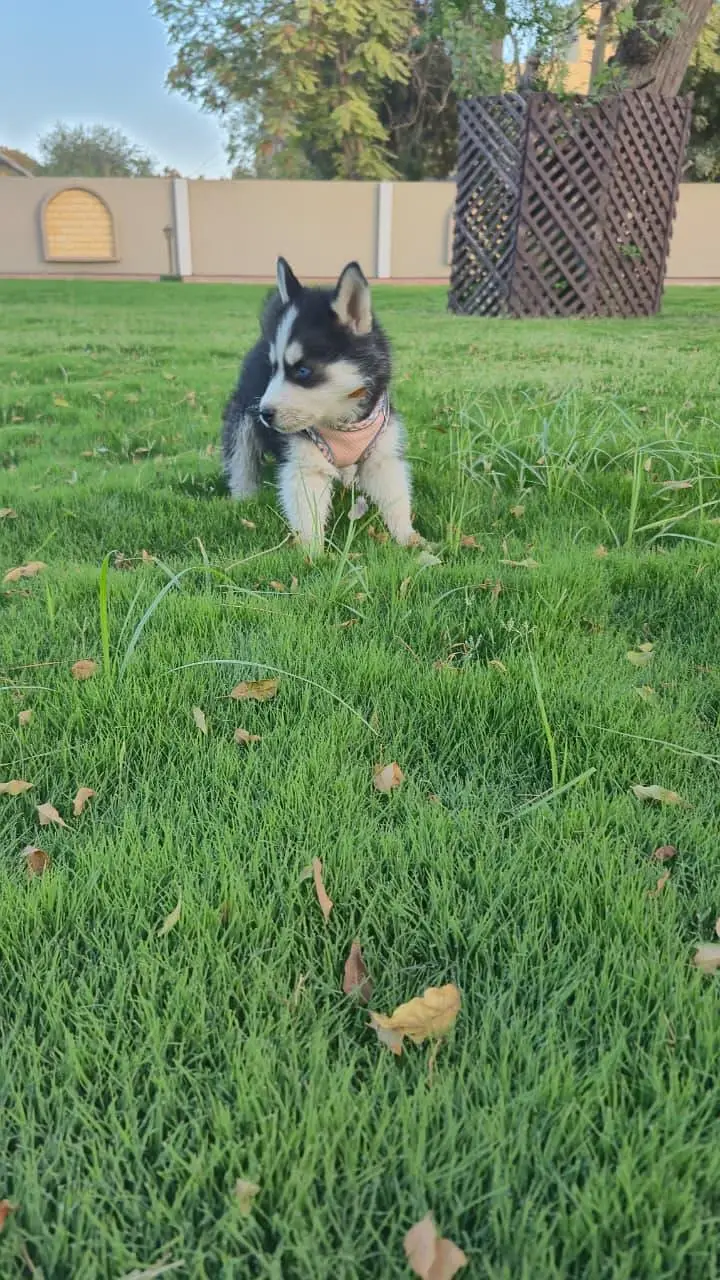 Siberian Husky — photo 7
