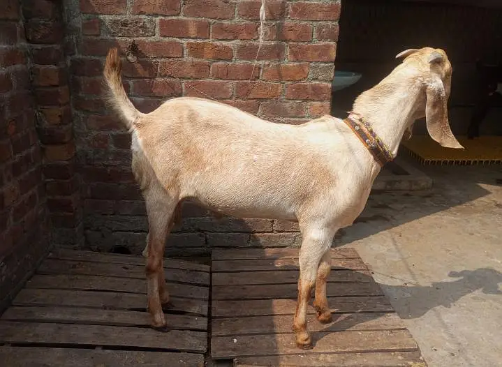بکرا برائے فروخت