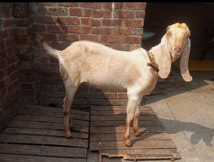 بکرا برائے فروخت 1