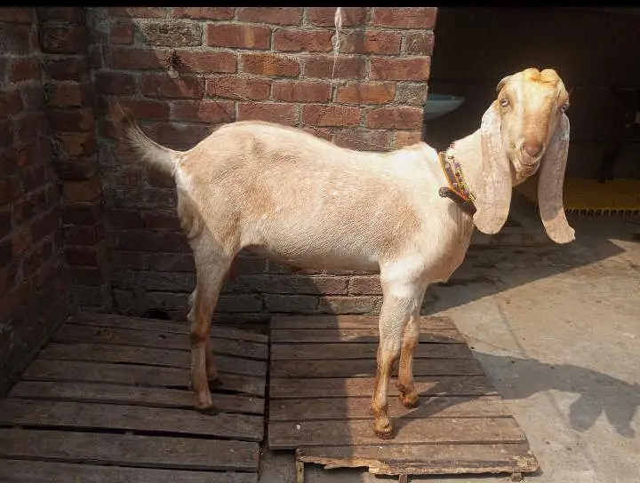 بکرا برائے فروخت — photo 2