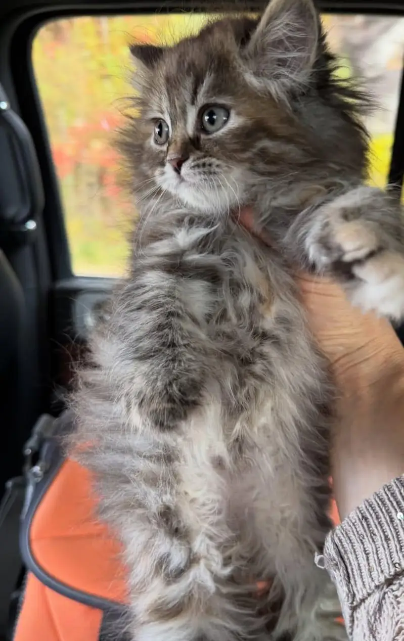 Persian kittens available for sale — photo 2
