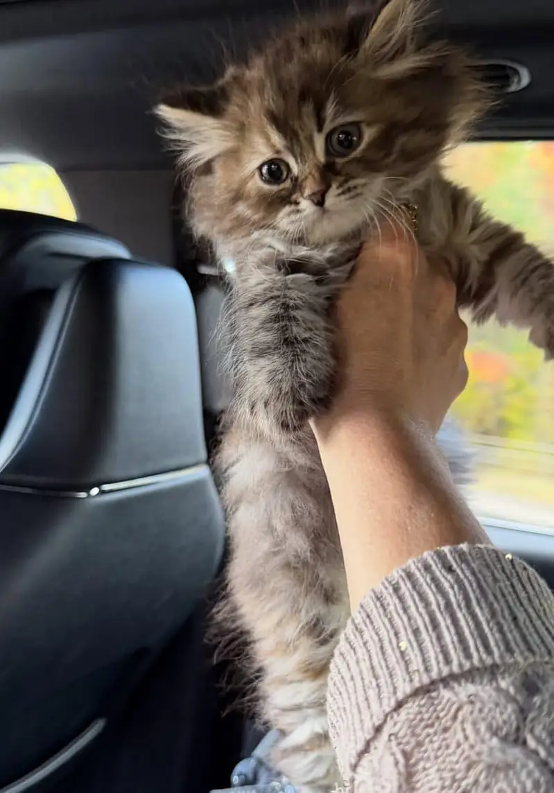 Persian kittens available for sale — photo 3