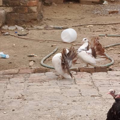pigeons