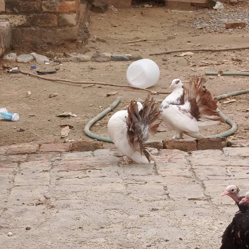 pigeons 0