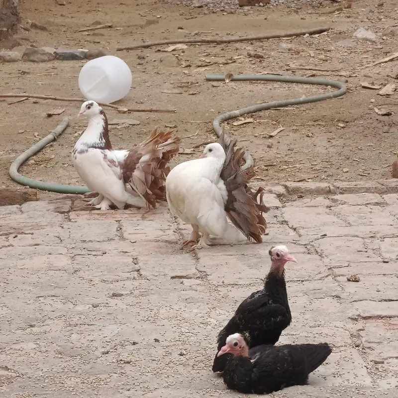pigeons — photo 2