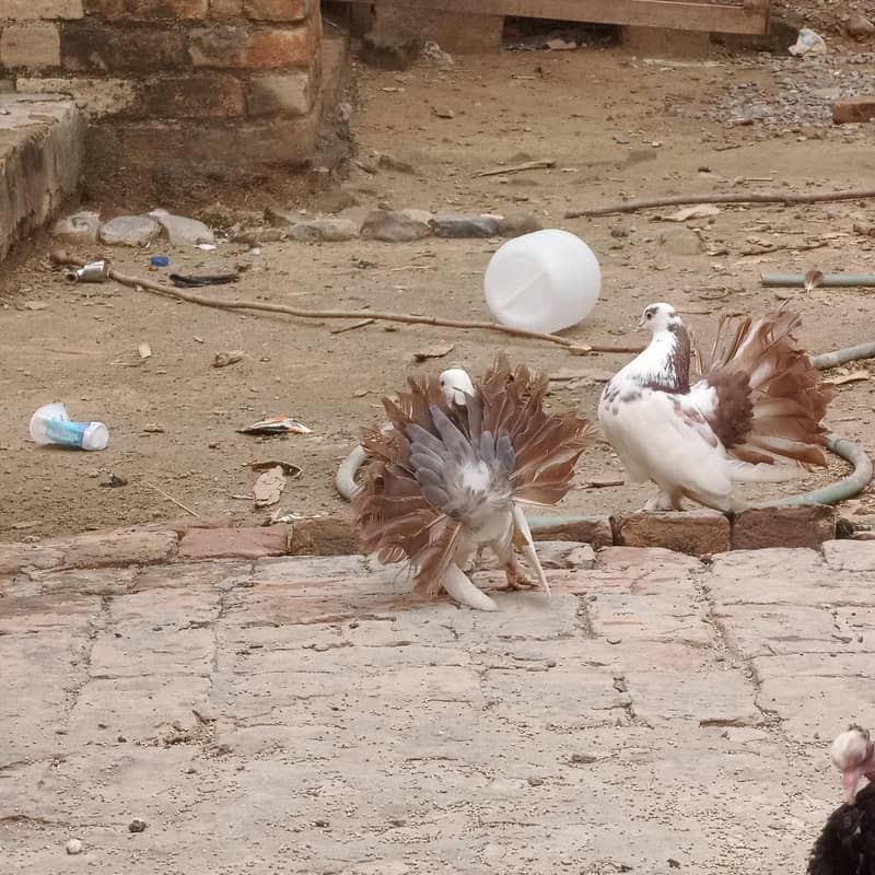 pigeons 2