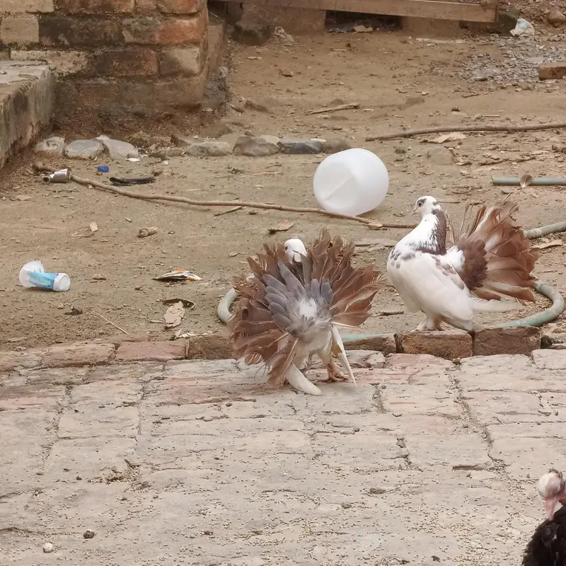 pigeons — photo 3