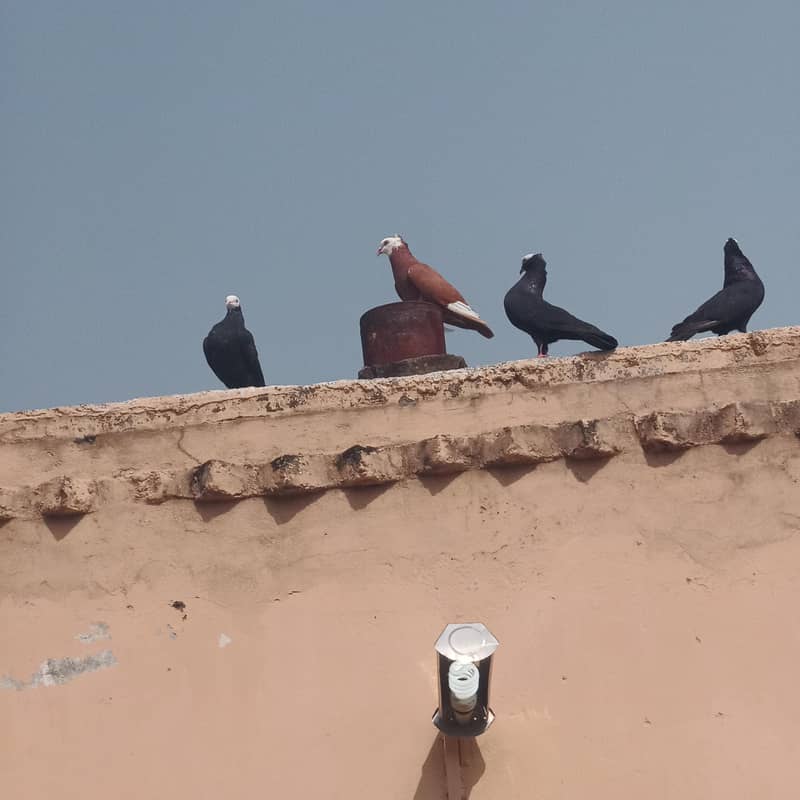 pigeons 3
