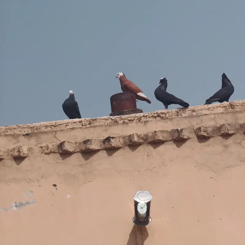 pigeons — photo 4
