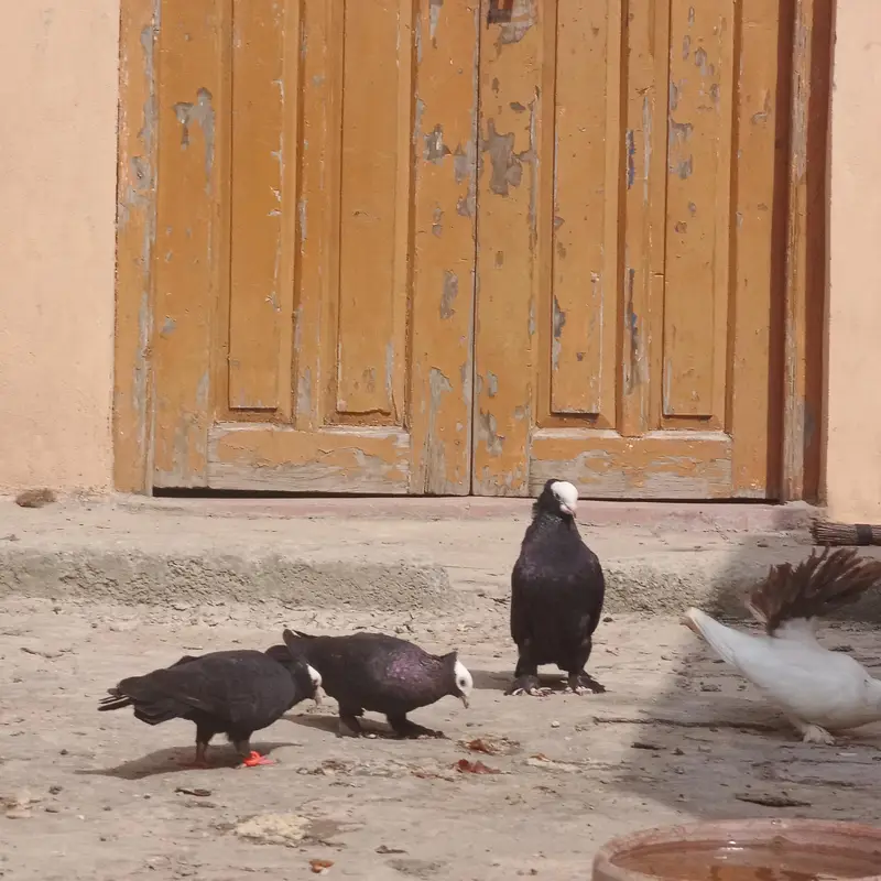 pigeons — photo 5