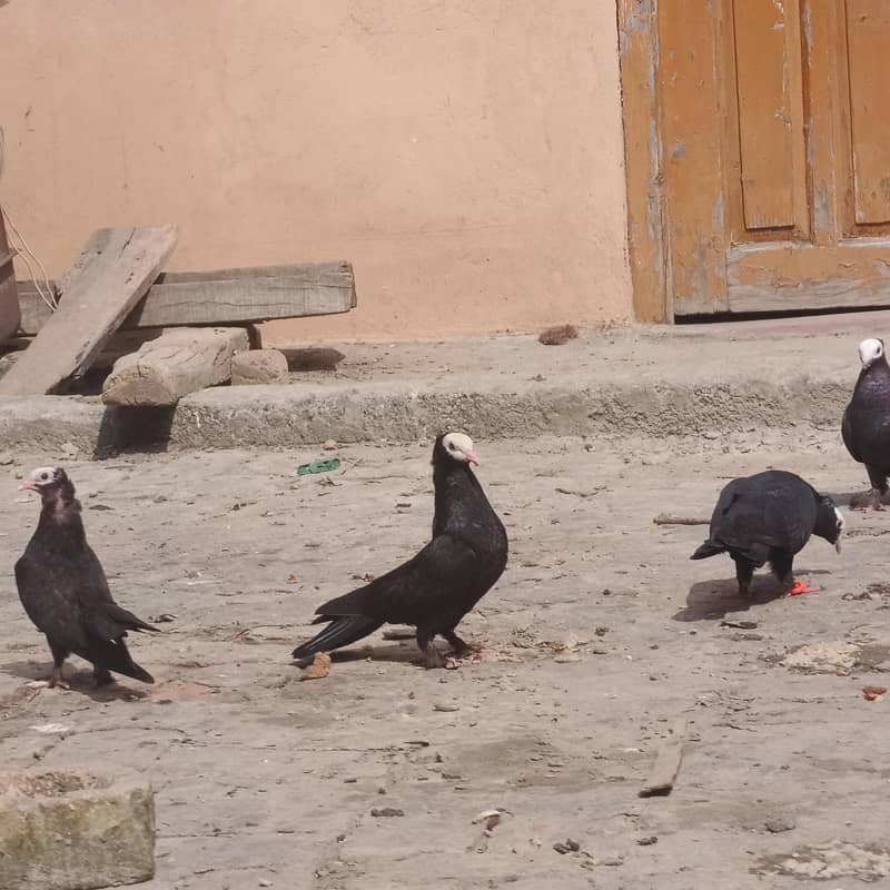 pigeons 5