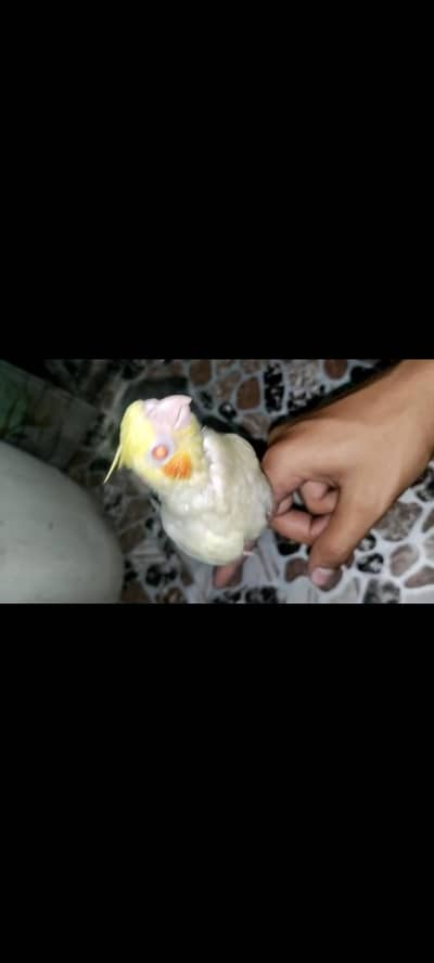 Creame Cocktail Chick baby Male