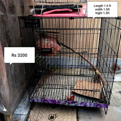 Parrot cage