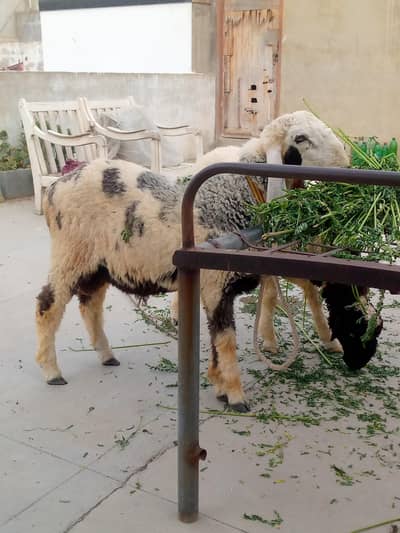 3 sheeps