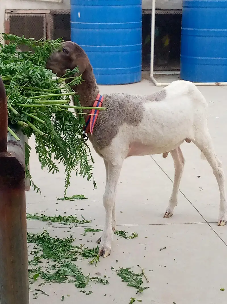 3 sheeps — photo 2