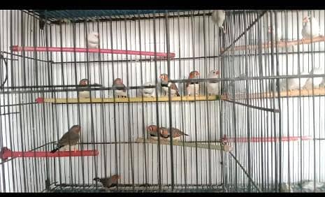 birds for sale