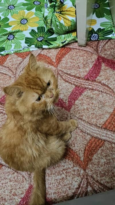 Brown cat for sale