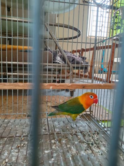 green feshar male for sale