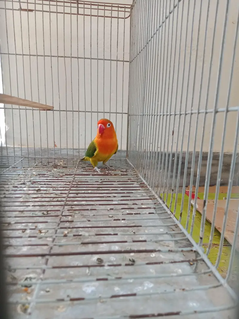 green feshar male for sale — photo 2
