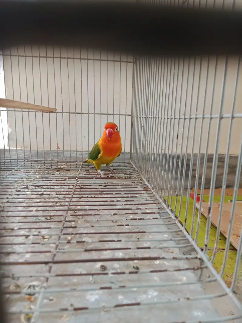 green feshar male for sale — photo 3