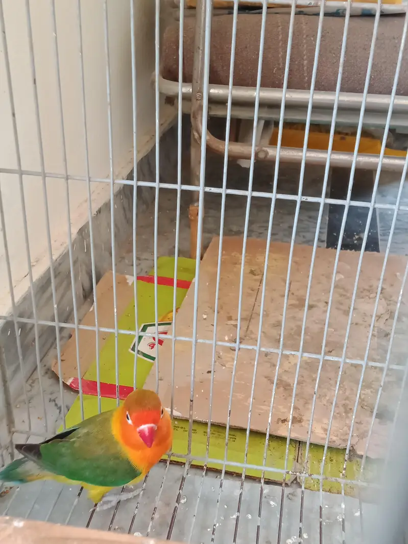 green feshar male for sale — photo 4