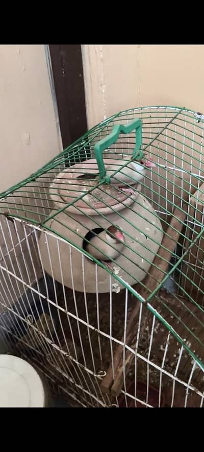 Fawn jawa dark head jumbo size breeder pair with small cage