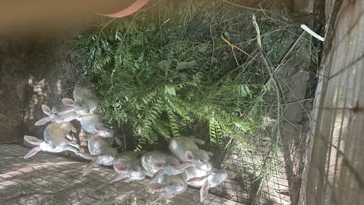 10 Rabbits for sale urgent