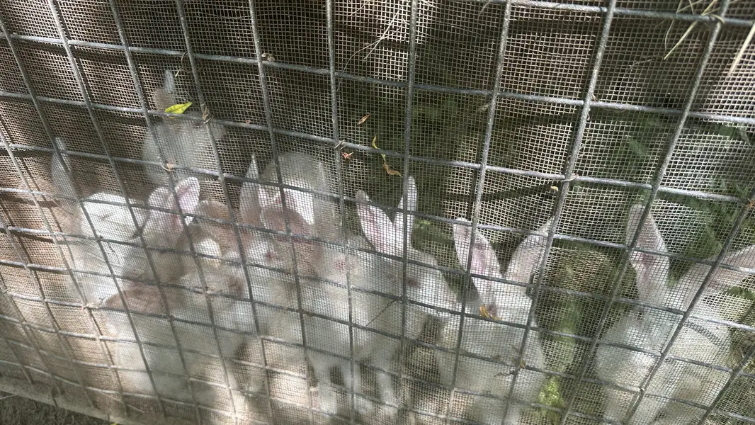 10 Rabbits for sale urgent — photo 2