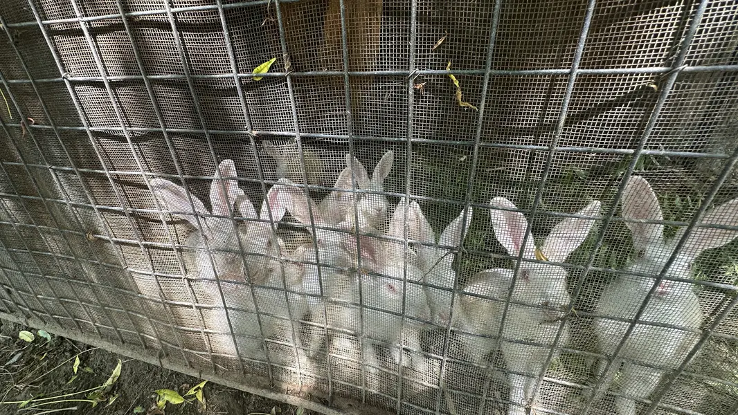 10 Rabbits for sale urgent — photo 3
