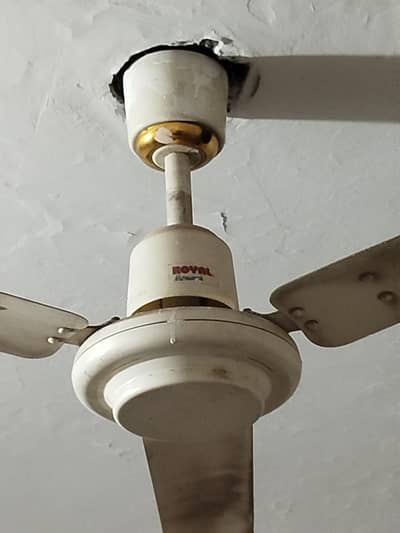 Royal fan for sale