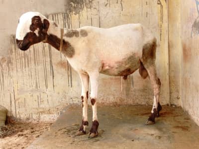 Dumba for sale