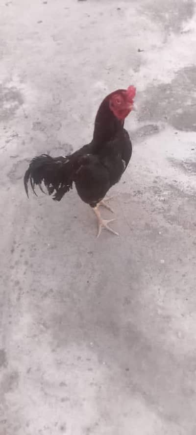 some birds for sale