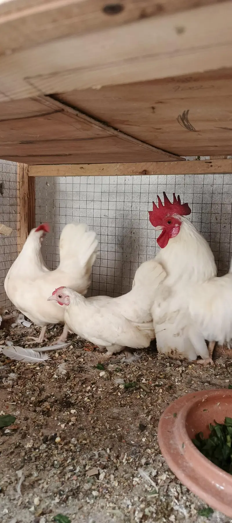 some birds for sale — photo 4