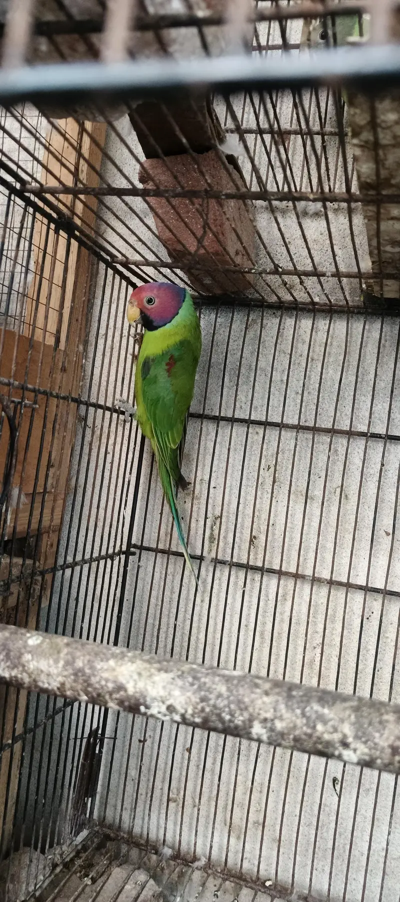 some birds for sale — photo 5