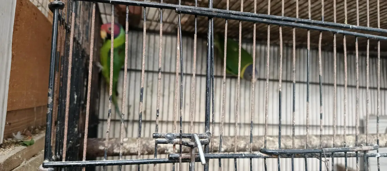 some birds for sale — photo 6