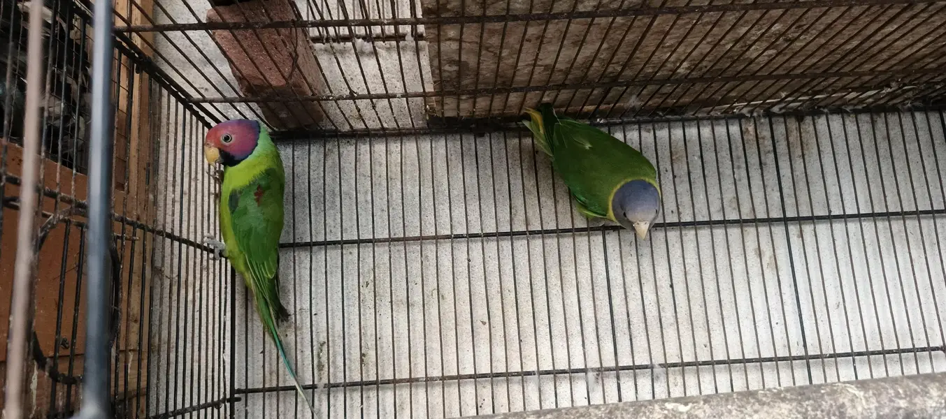 some birds for sale — photo 7