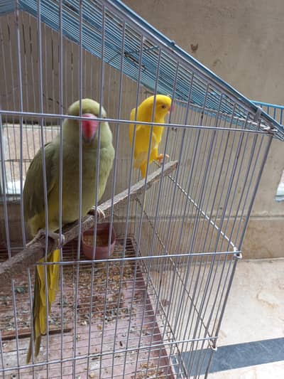 yellow ring neck and olive ringnack