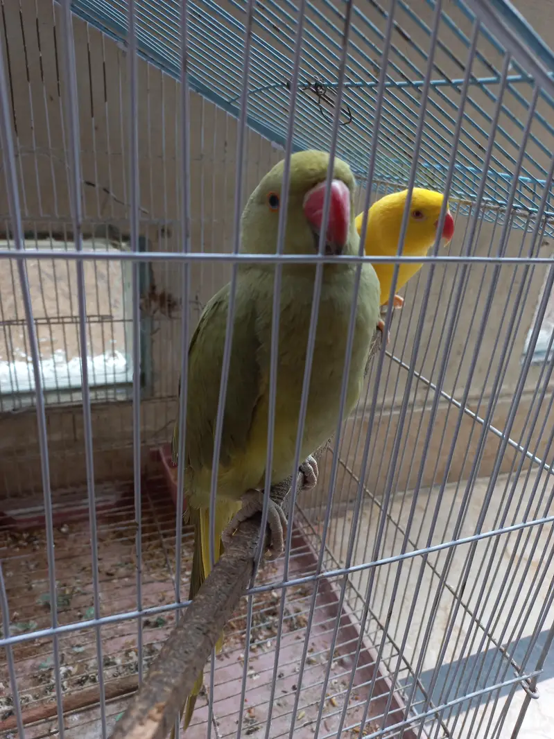 yellow ring neck and olive ringnack — photo 2