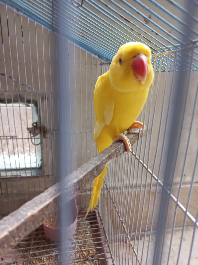 yellow ring neck and olive ringnack — photo 3