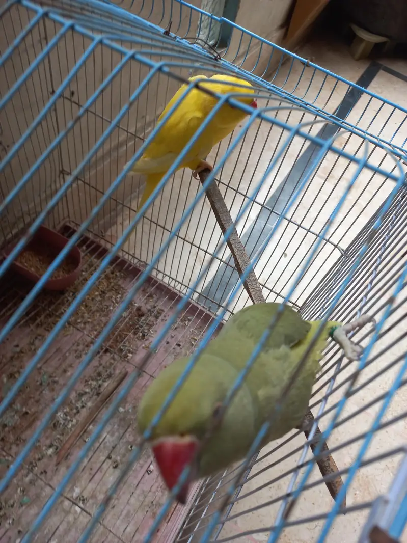 yellow ring neck and olive ringnack — photo 4