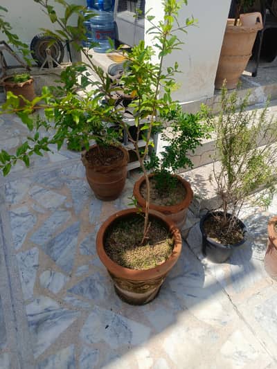 25 fruits and flower plants for sale