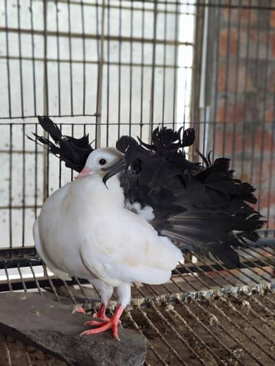 Black Tail 5 Kail Male For Sale