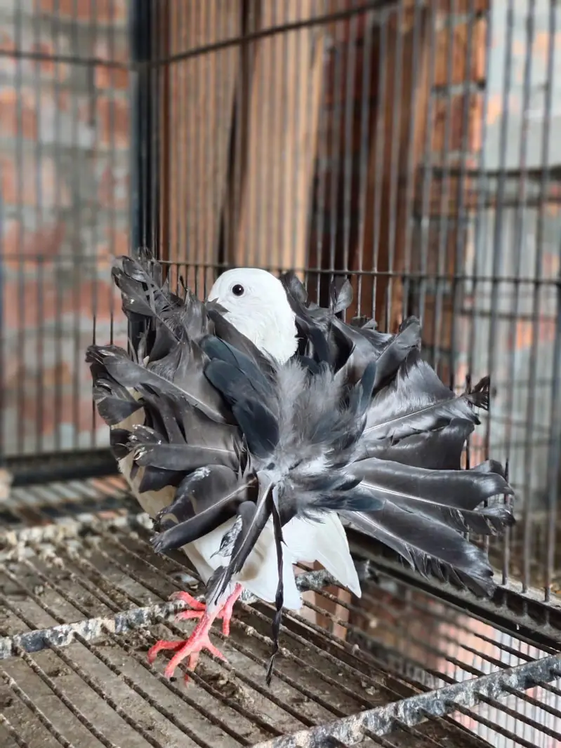 Black Tail 5 Kail Male For Sale — photo 2