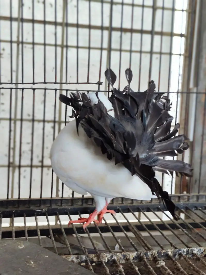 Black Tail 5 Kail Male For Sale — photo 3
