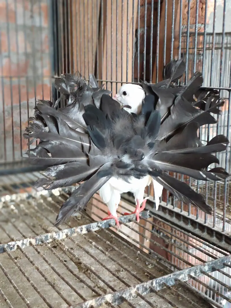 Black Tail 5 Kail Male For Sale — photo 4
