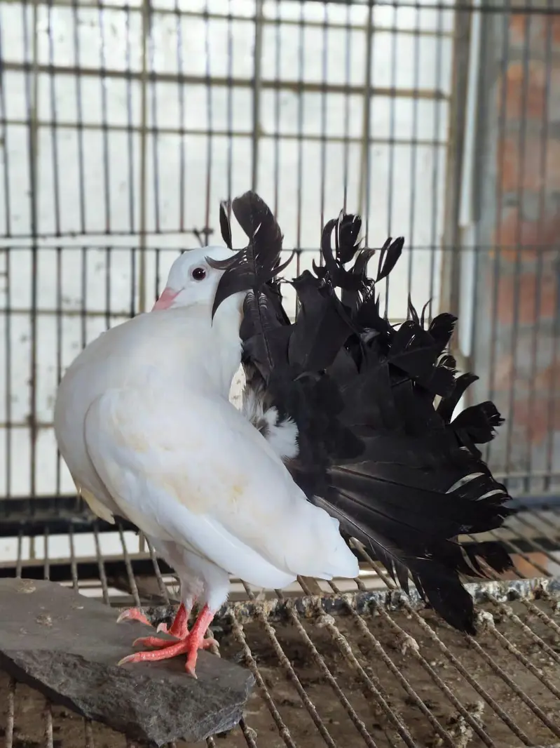 Black Tail 5 Kail Male For Sale — photo 5