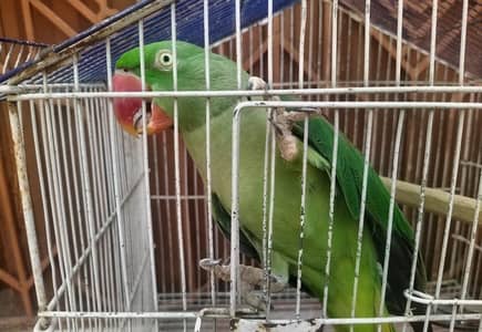 Talking And Semi tame Pahari Parrot Female with Cage