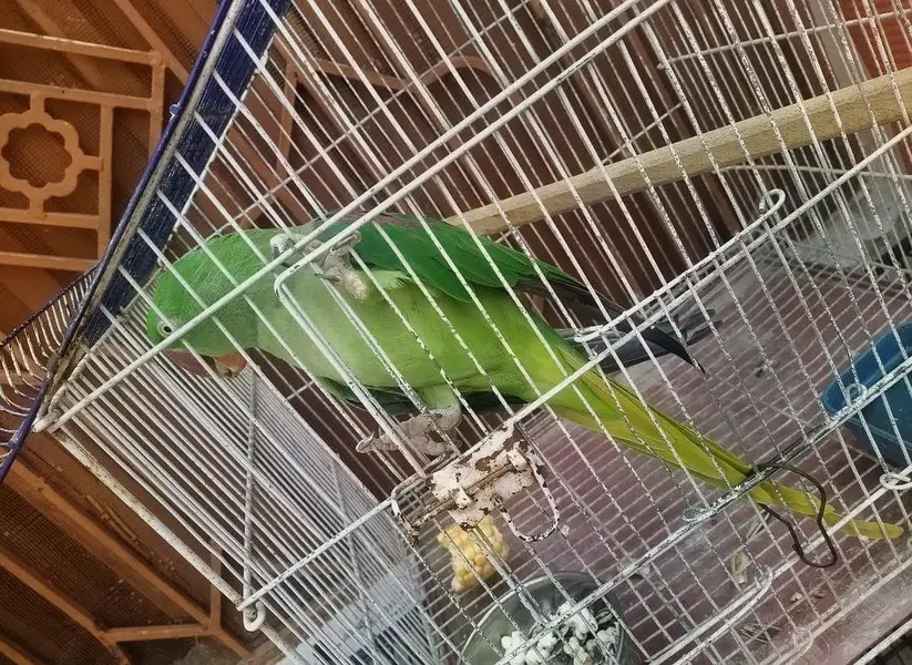 Talking And Semi tame Pahari Parrot Female with Cage — photo 2