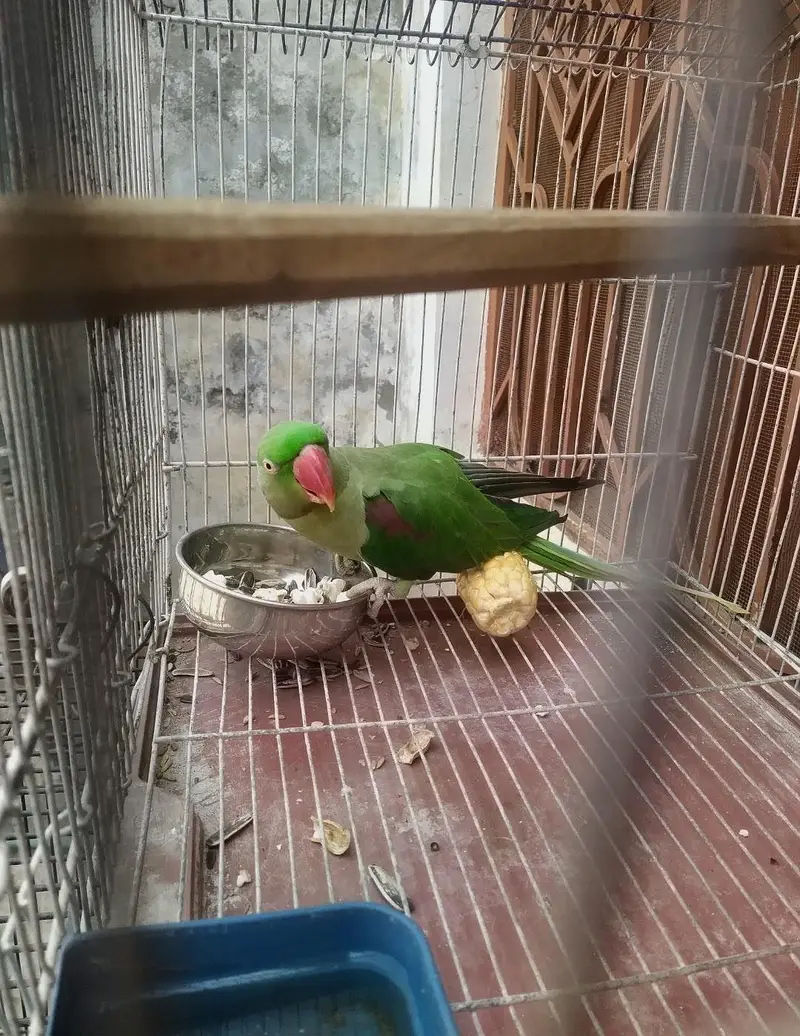Talking And Semi tame Pahari Parrot Female with Cage — photo 3